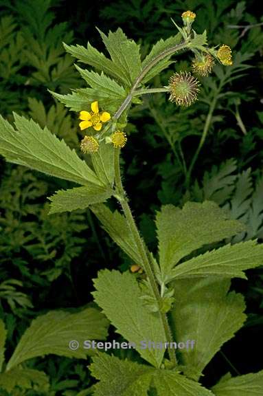 geum macrophyllum 3 graphic